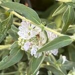 Pycnanthemum verticillatum Flower