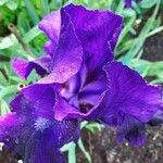 Iris pumila Kvet