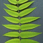 Sorbaria kirilowii অন্যান্য