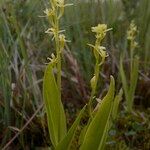 Liparis loeselii Habitat