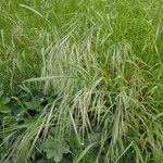 Bromus racemosus 果實