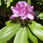 Rhododendron ponticum Flower