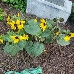 Helianthus petiolaris ശീലം