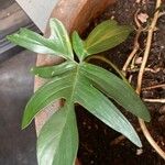 Philodendron pedatum Лист