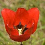 Tulipa planifolia Maua