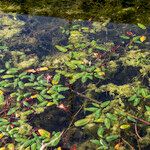 Persicaria amphibia Flor