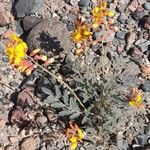 Hoffmannseggia glauca 形態