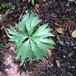 Helleborus viridisLeaf