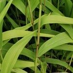 Chasmanthium latifolium Φλοιός