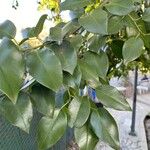 Prunus ilicifolia ഇല