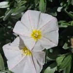 Convolvulus cneorum Floro