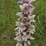 Dactylorhiza fuchsii Virág