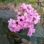 Bergenia crassifolia Blomst