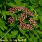 Thapsia nestleri Frucht