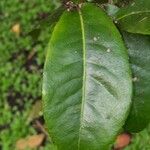 Ochna serrulata 葉
