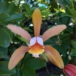 Cattleya forbesii Flor