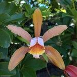 Cattleya forbesii Flower