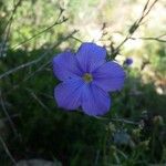 Linum narbonense Blüte