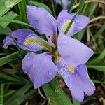 Iris unguicularis Květ