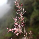 Agrostis pilosula Flower