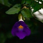 Thunbergia erecta Blomst