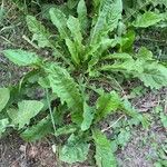 Taraxacum clemens Hoja