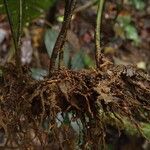 Triplophyllum pilosissimum Arall