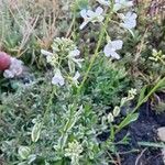 Arabis procurrens Λουλούδι