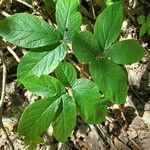 Aralia nudicaulis Folio