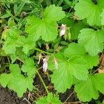 Pelargonium glechomoides Lehti