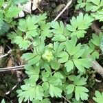 Adoxa moschatellina 葉