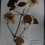 Clematis buchananiana Други