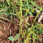 Zornia latifolia 整株植物