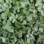 Dichondra argenteaFeuille