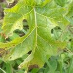 Solanum capsicoides ഇല