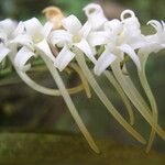 Cyrtorchis ringens Flower