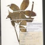 Arisaema ruwenzoricum Other