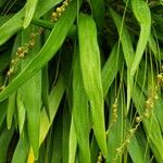 Coelogyne filiformis Leaf