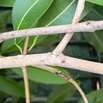 Syzygium cumini Bark