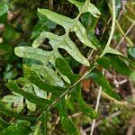 Polypodium vulgare Fuelha