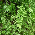 Adiantum jordanii Celota