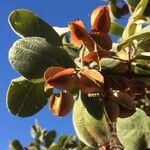 Combretum apiculatum Fruit