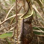 Nepenthes rafflesiana Leaf