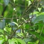 Hirtella triandra Други