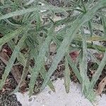 Conyza bonariensis 叶