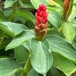 Costus woodsonii Blüte