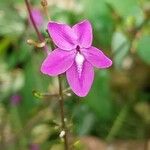 Pseuderanthemum alatum Flor