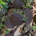 Rubus nigricans Blatt