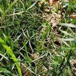 Asperula tinctoria Blad