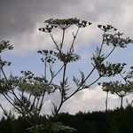 Chaerophyllum bulbosum Kvet